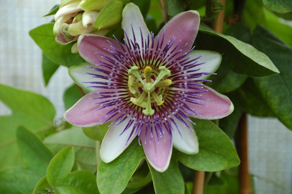 Passionsblume