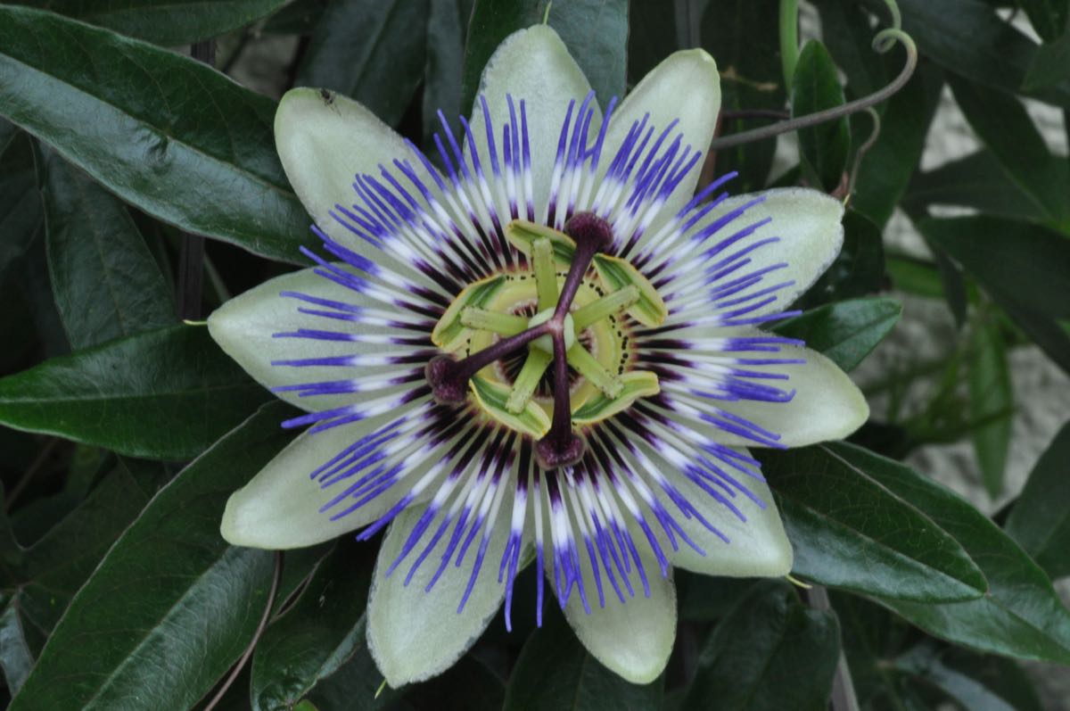 Passionsblume
