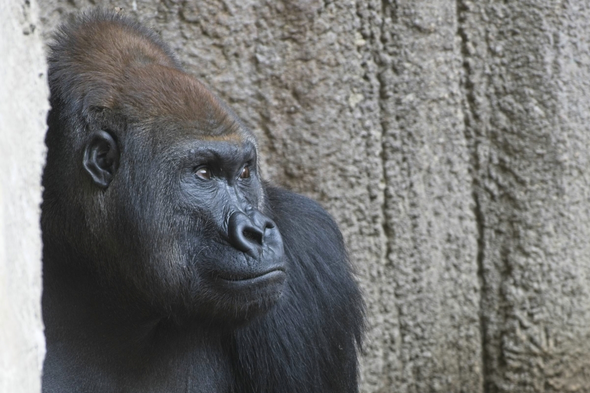 Patriarch, Zoo Leipzig.jpg
