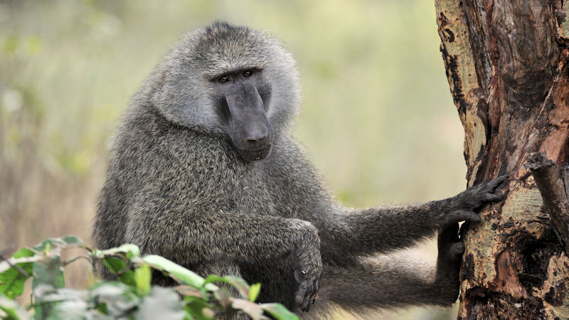 Pavian im Lake Manyara Nationalpark
9803