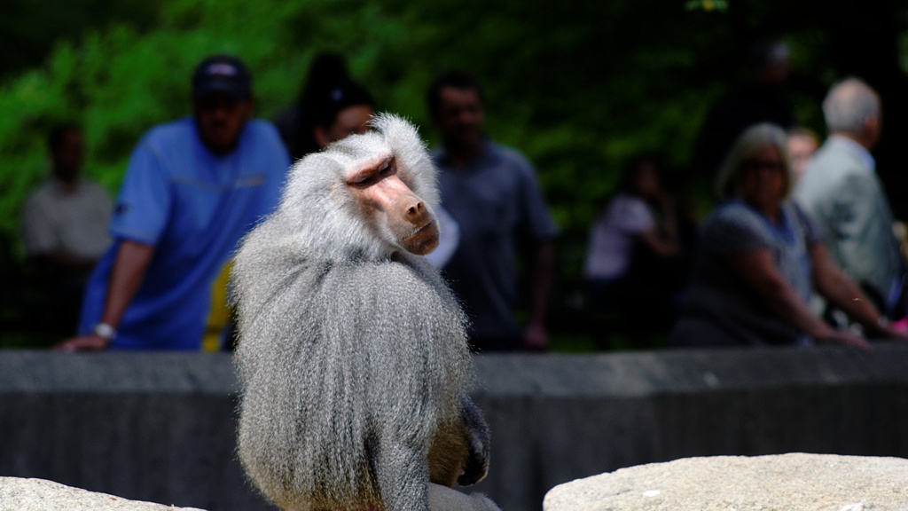 Pavian im Zoo