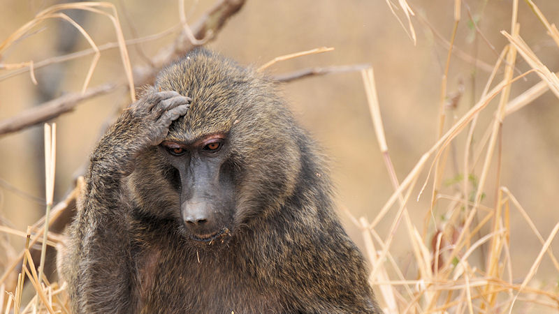 Pavian, Tarangire
1251