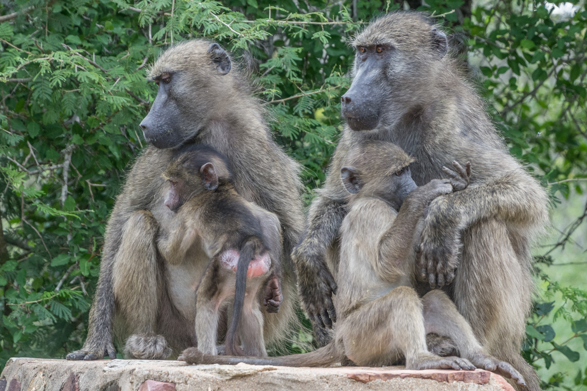 Pavianmütter&Babies KrügerNP ZA