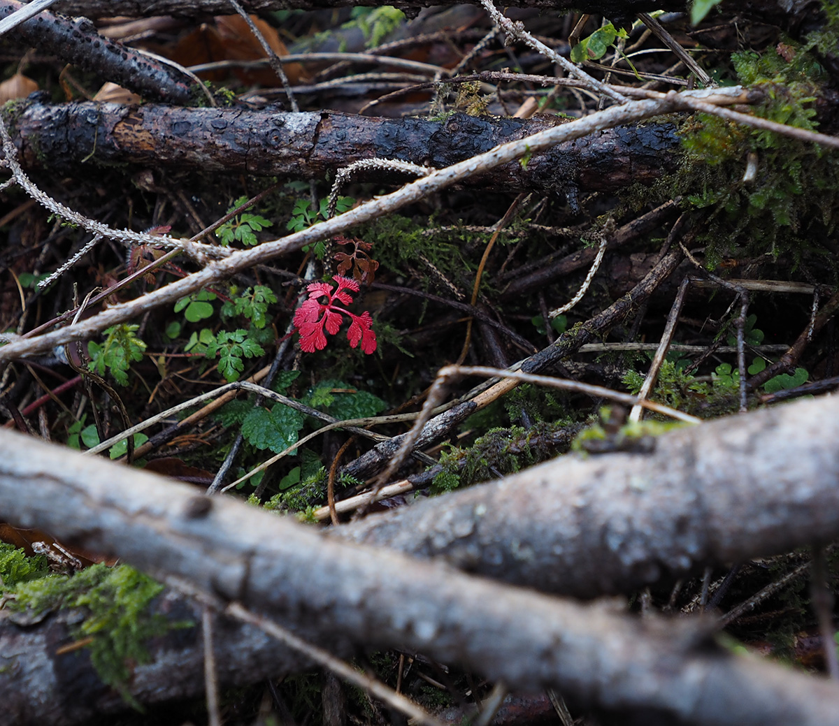PB110085.jpg