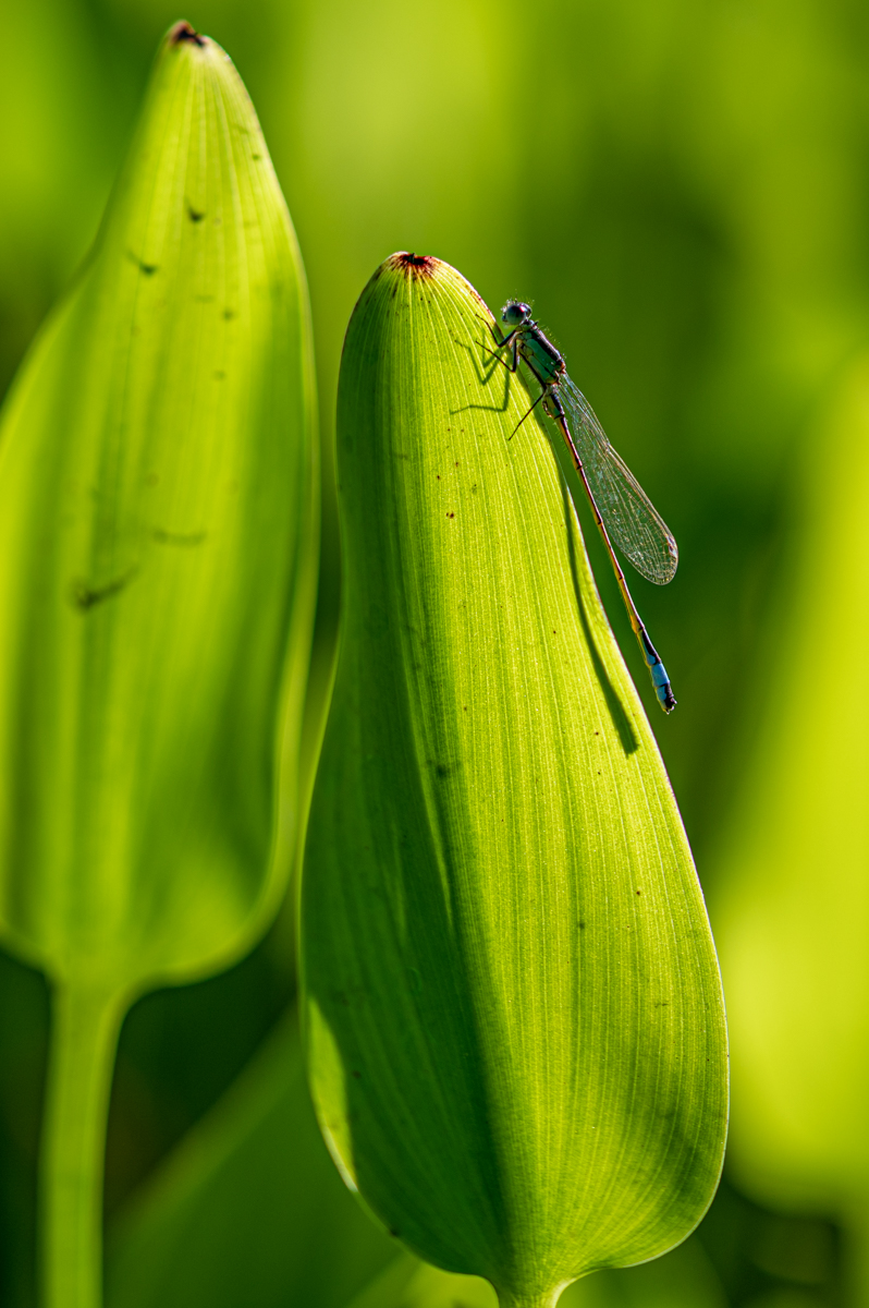 Pechlibelle im Grünen
