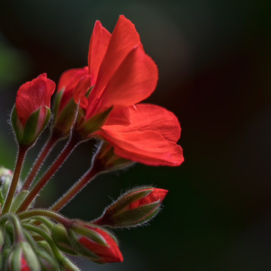 Pelargonium-Zonale-Hybride.jpg