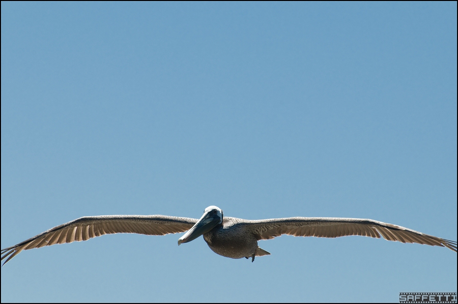 peli1 forum
