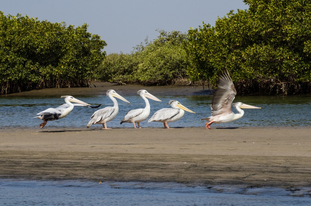 Pelican runway (Delta du Saloum, Senegal)