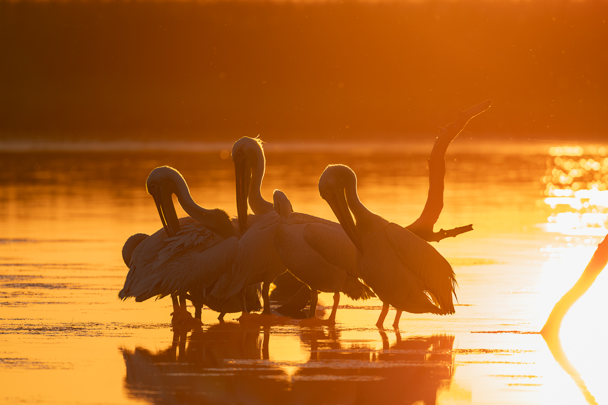 PelicanSunset.jpg