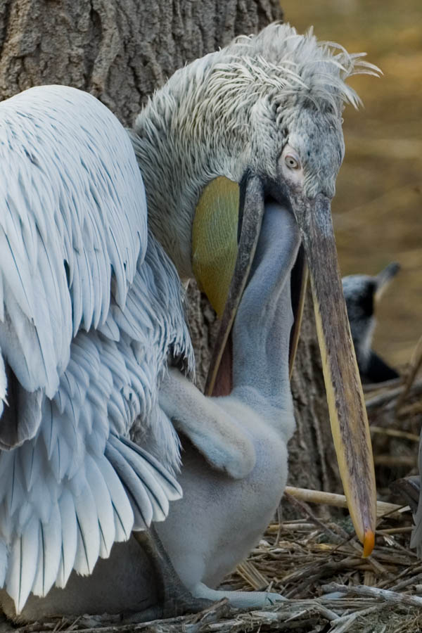 Pelikan Nachwuchs im ältesten Zoo der Welt