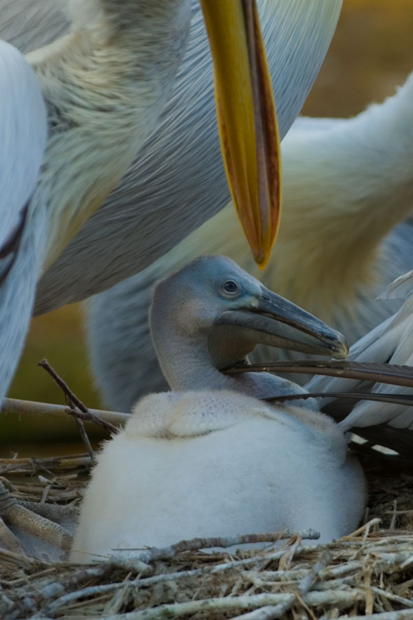 Pelikan Nachwuchs im ältesten Zoo der Welt