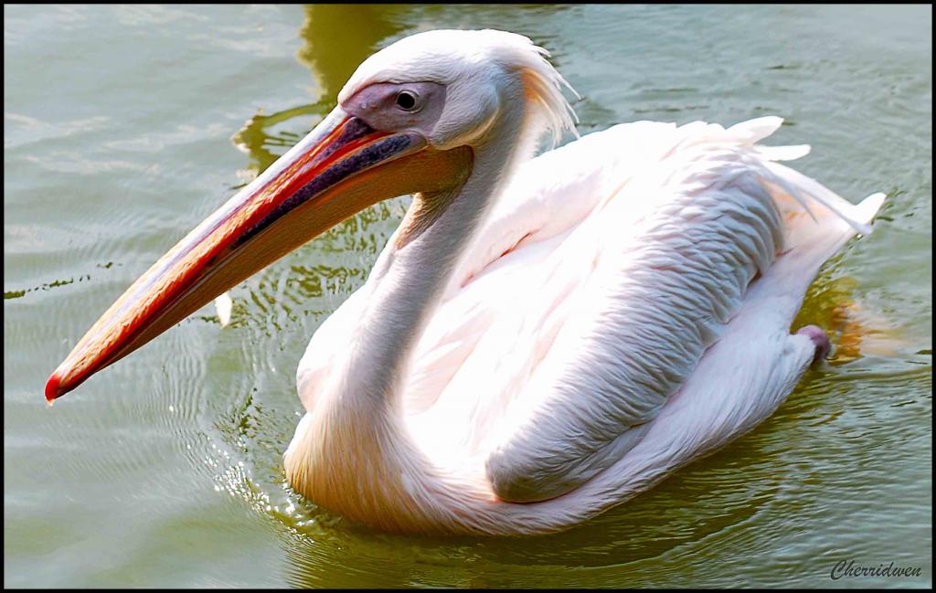 Pelikan