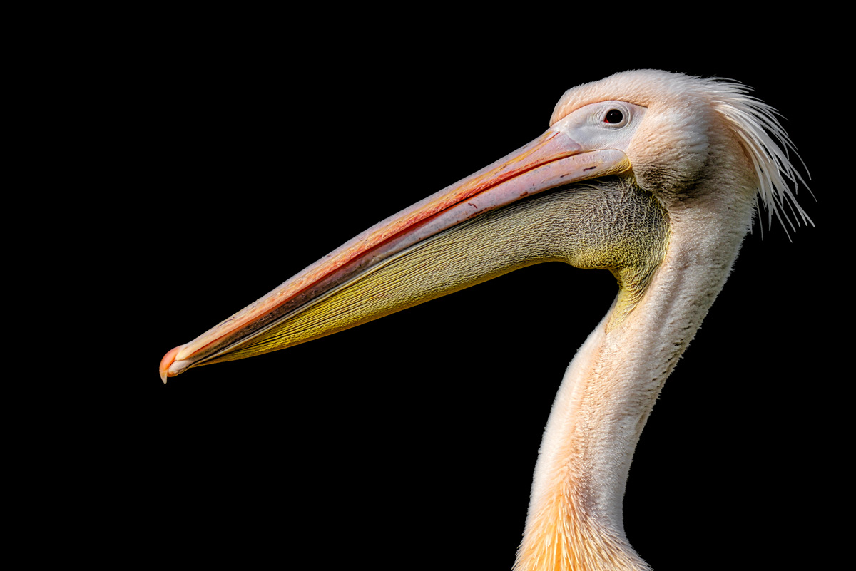 pelikan_1200.jpg