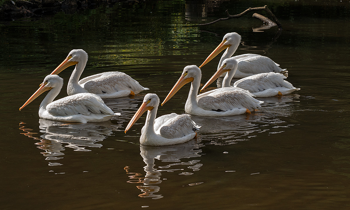 Pelikane