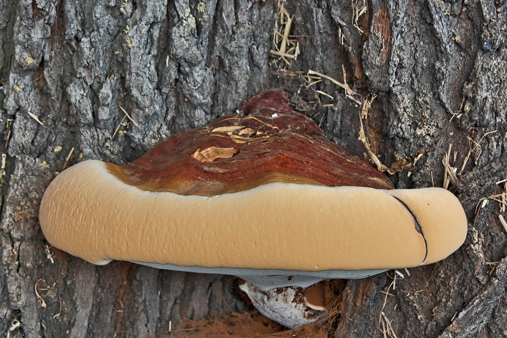 Pelzkragen (Wulstiger Lackporling - Ganoderma adspersum)