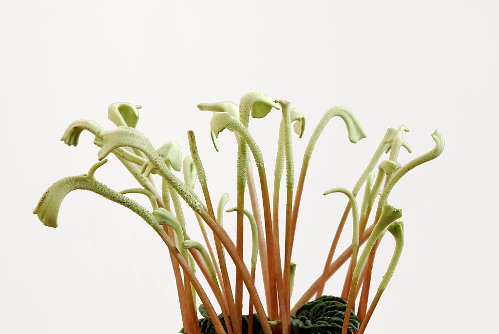 Pepperomia