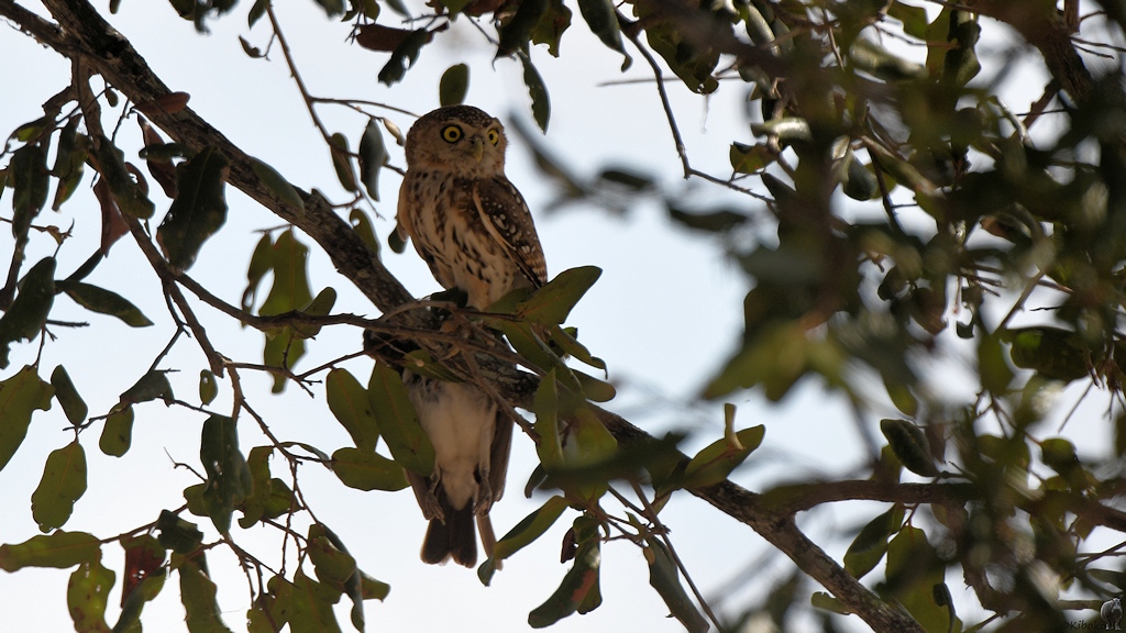 Perl Sperlingskauz (Pearls spotted owl) mit Beute
Selous Game Reserve

s1530 Selous Pearls Spotted Owl 0208