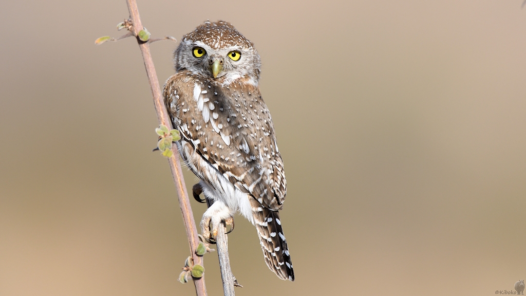 Perlkauz oder Perl-Sperlingkauz (Pearl-spottel owlet)
Ruaha Nationalpark

s480 Ruaha Pearl spottel Owlet 3369