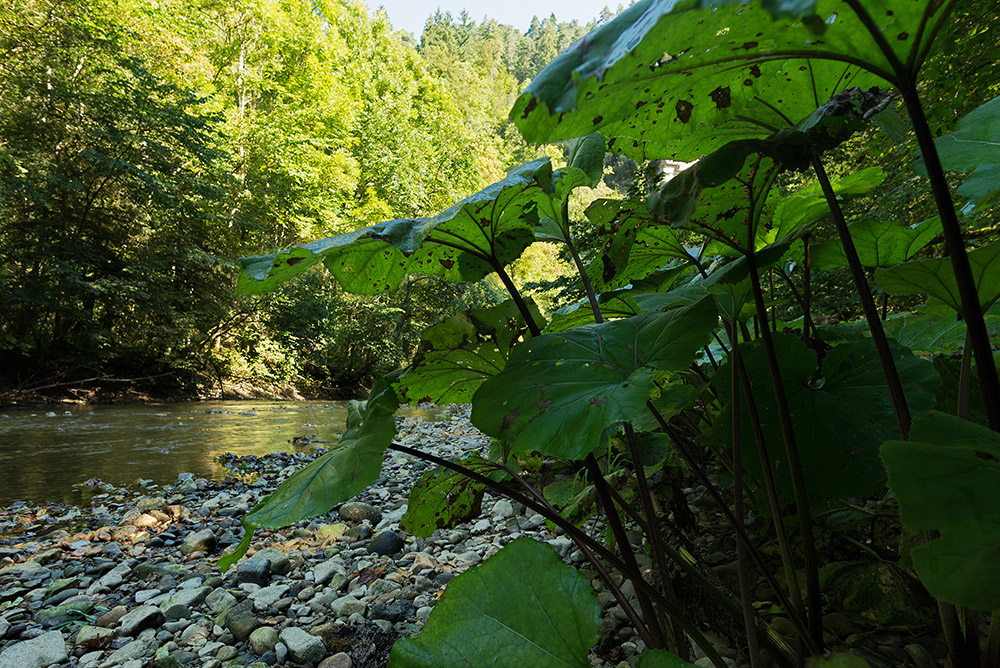 Pestwurz

Die Pestwurz bildet entlang der Ufer dichte Bestände imposanten Ausmaßes