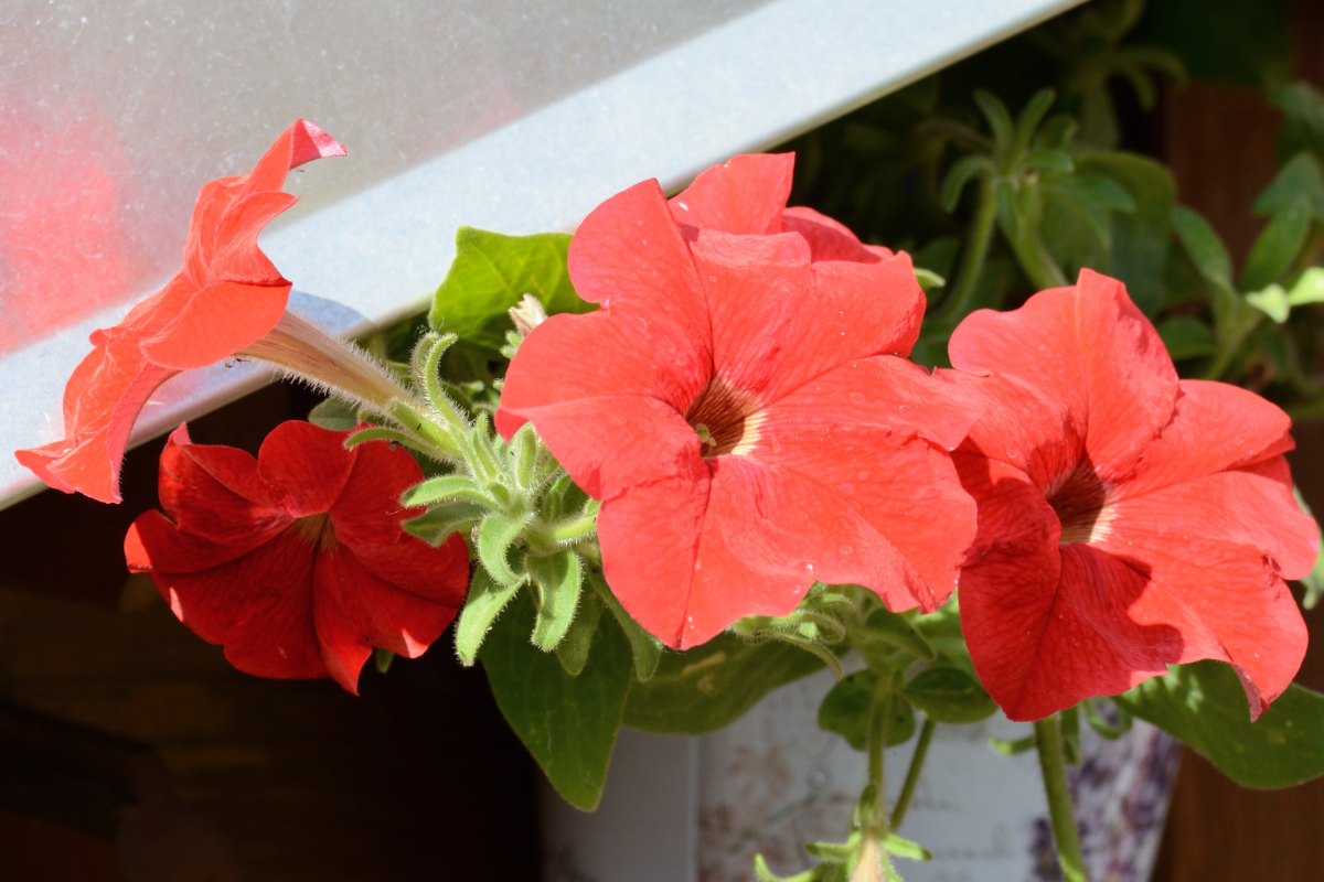 Petunia