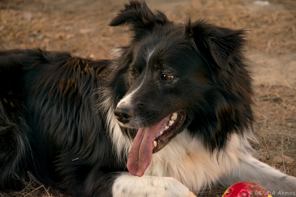 Petzi