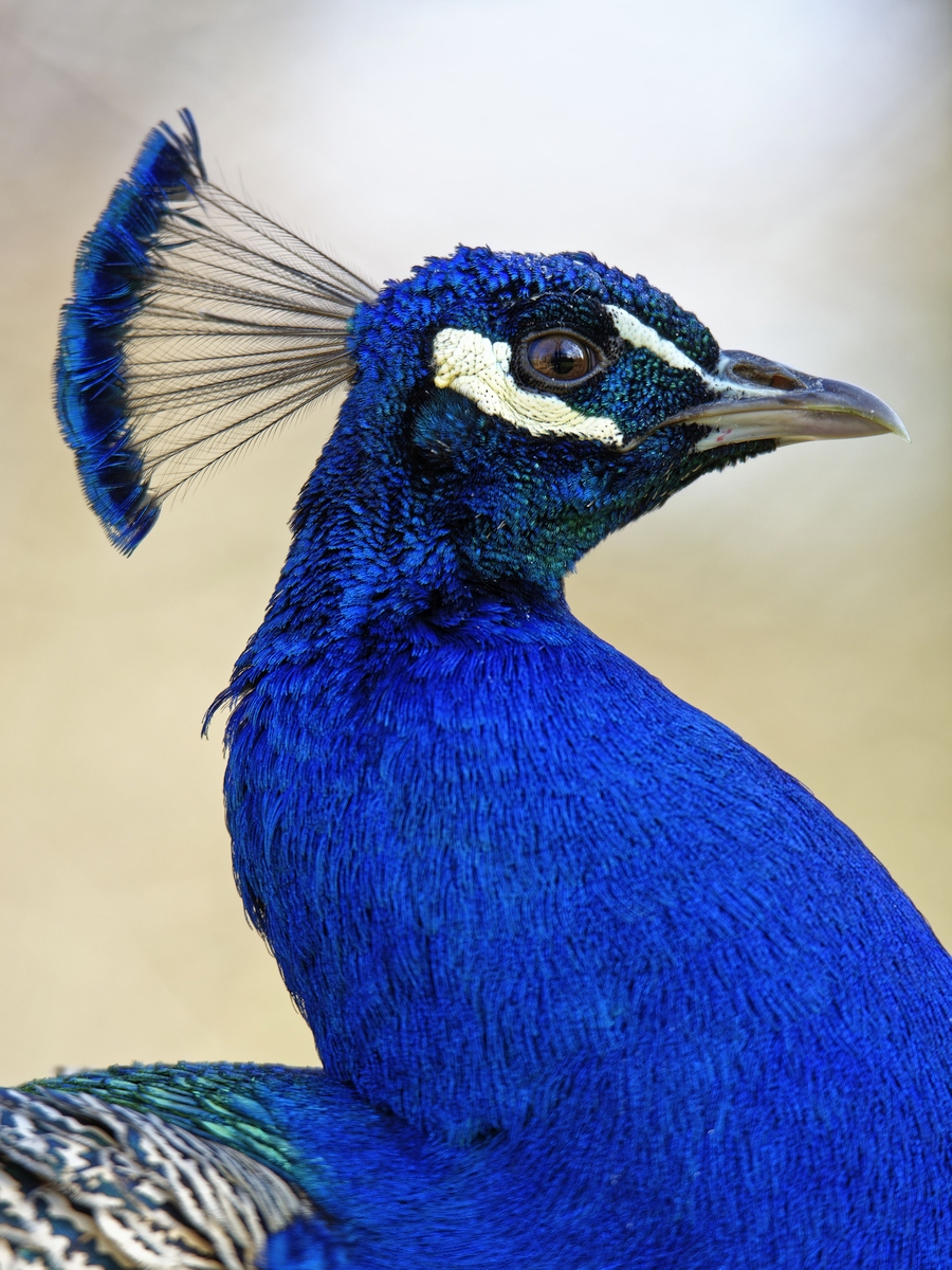Pfau II.jpg