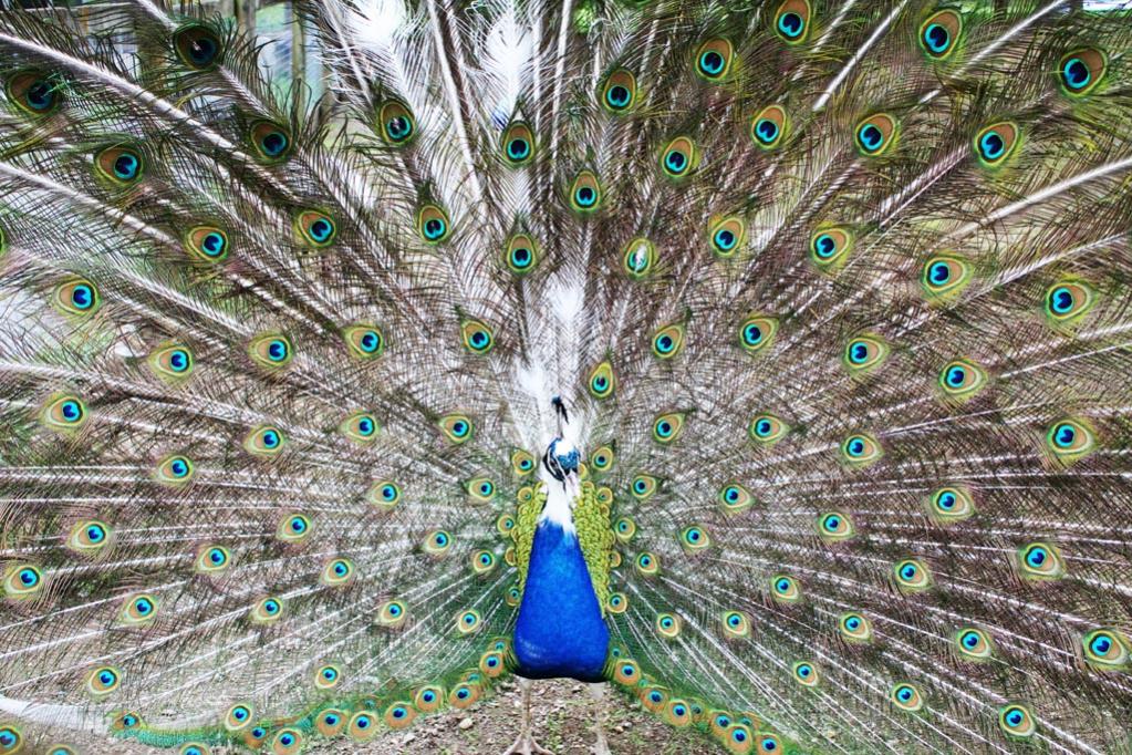 Pfau mit Pigmentstörung bei der Balz. Vogelpark, Turnersee, Österreich
