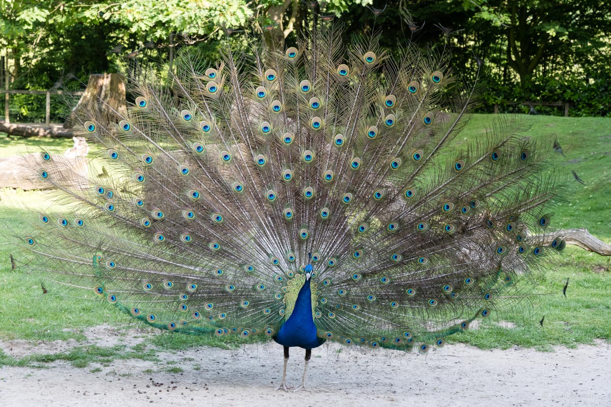 Pfau mit Rad