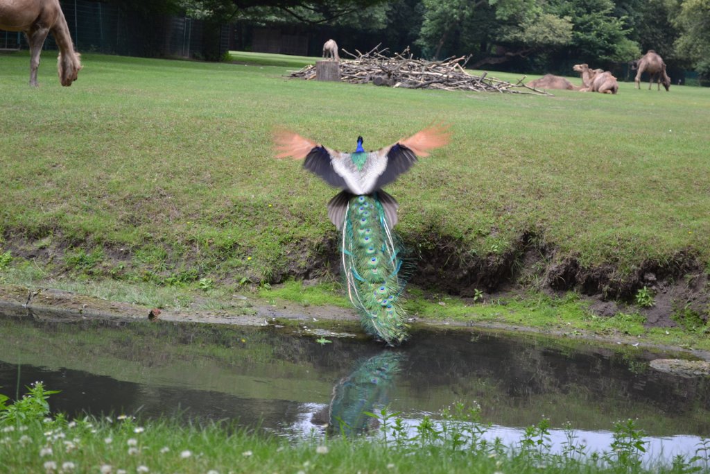 Pfau