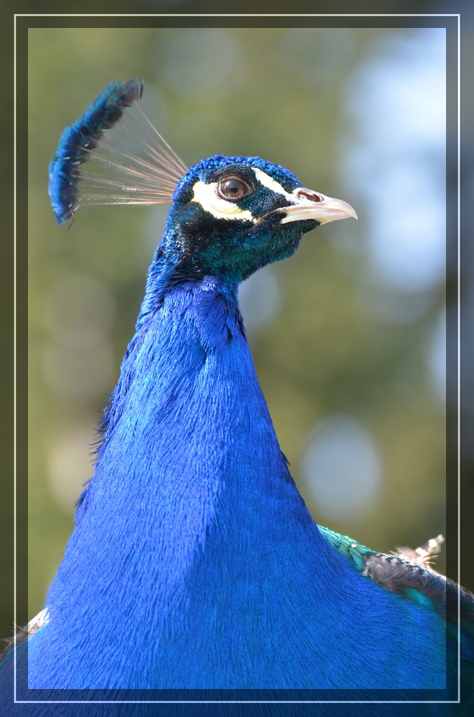 Pfau