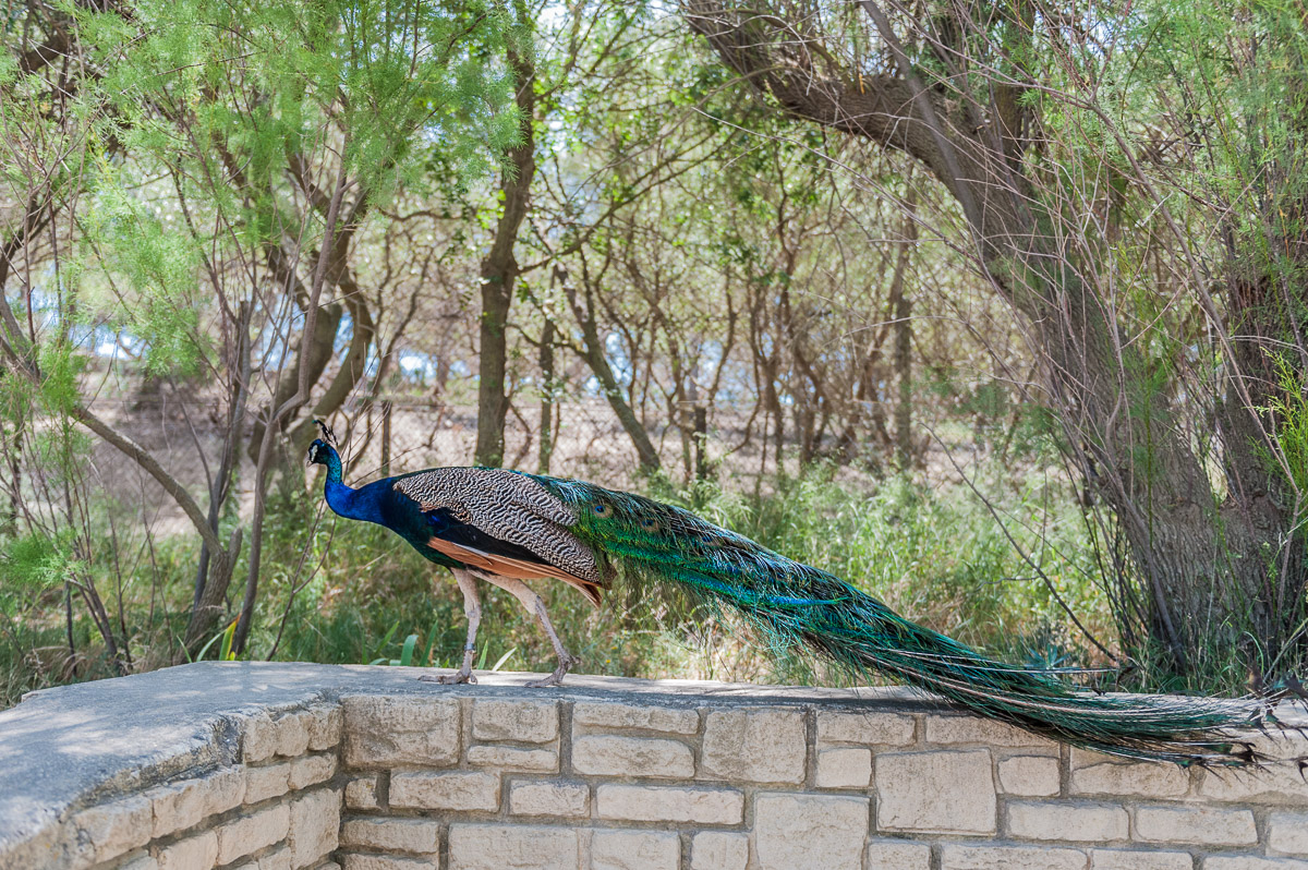 Pfau