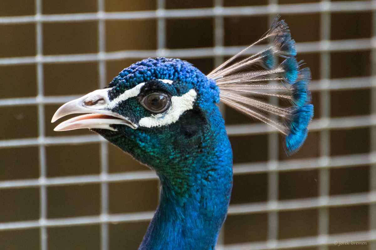 Pfau