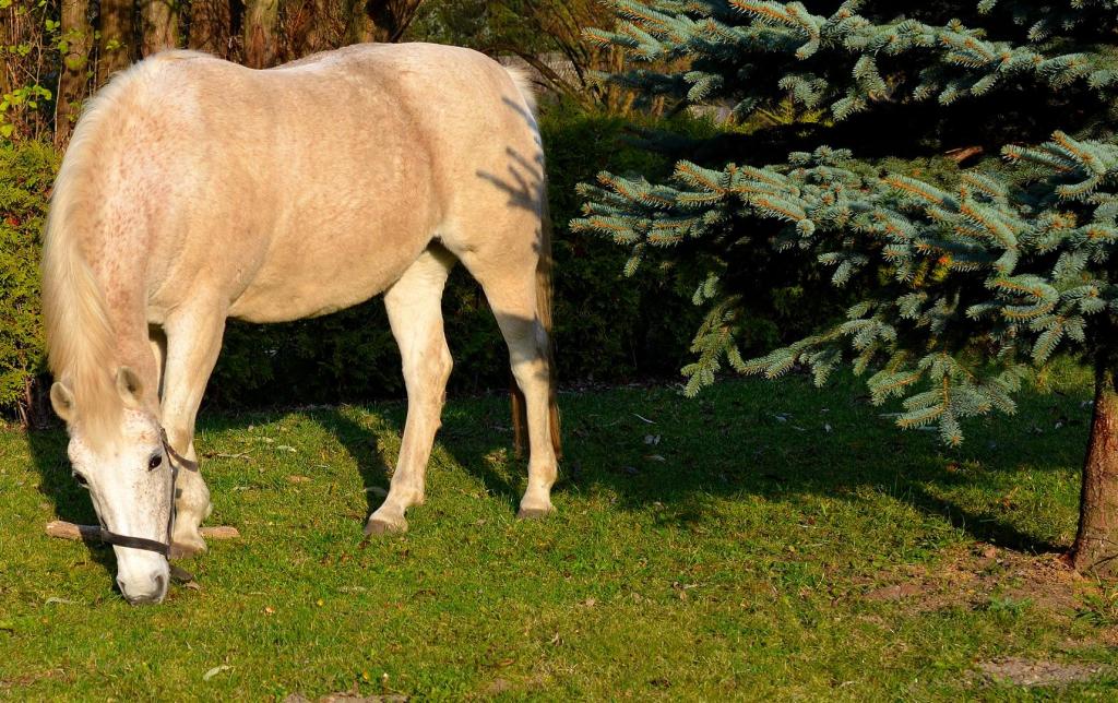 Pferd im Garten