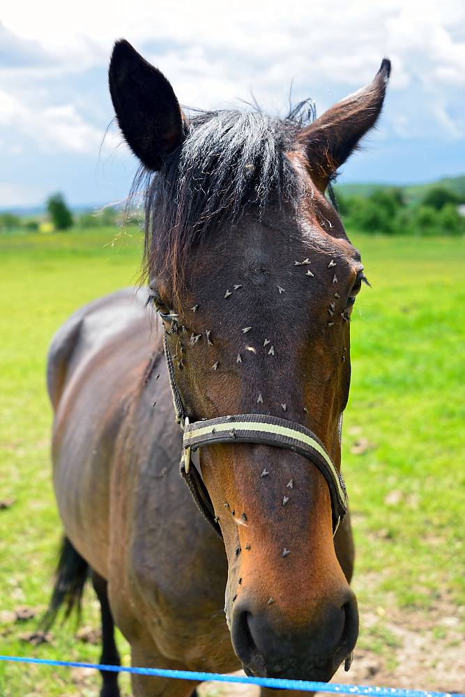 Pferd mit Fliegen.jpg