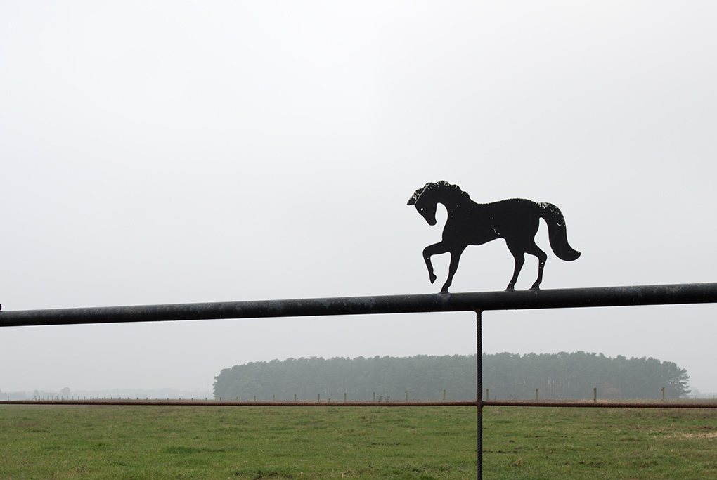 pferd