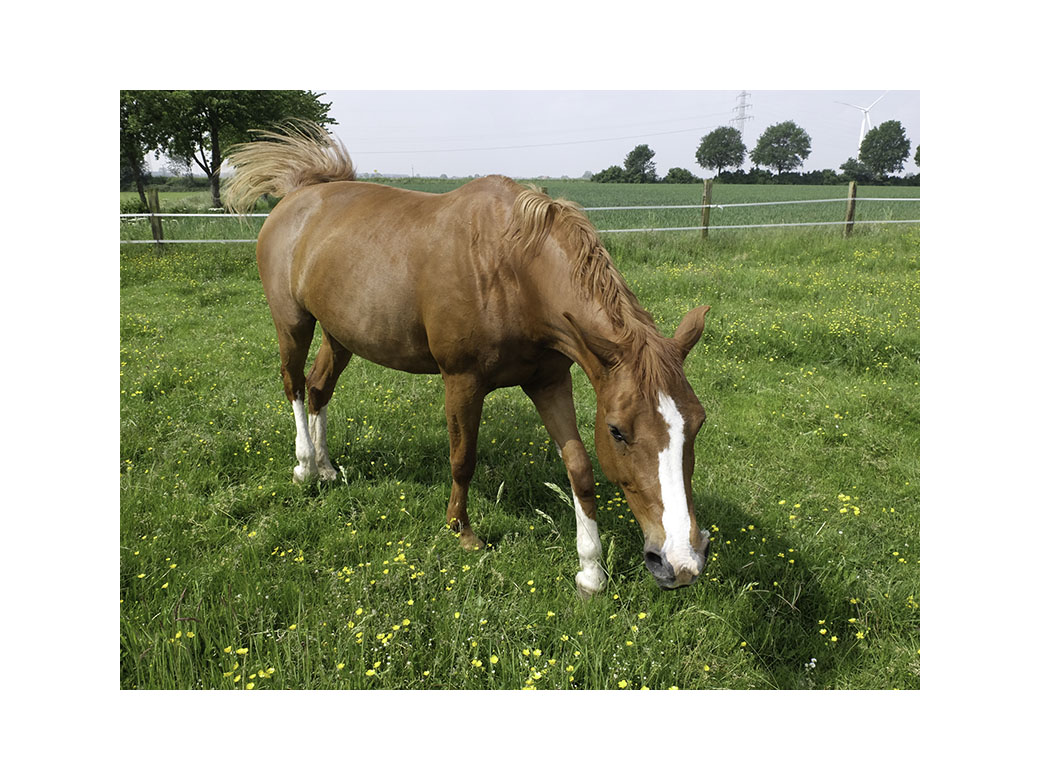 Pferd