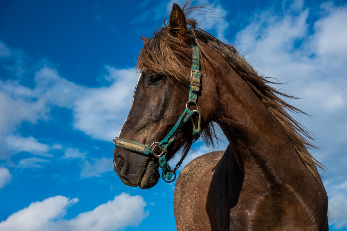 Pferd