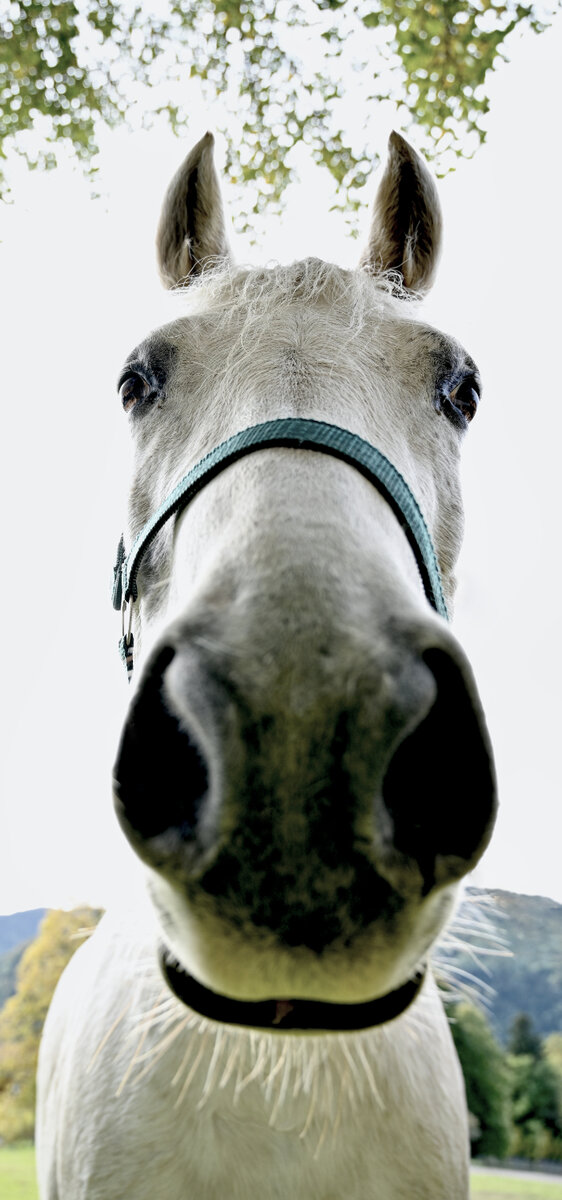 Pferd