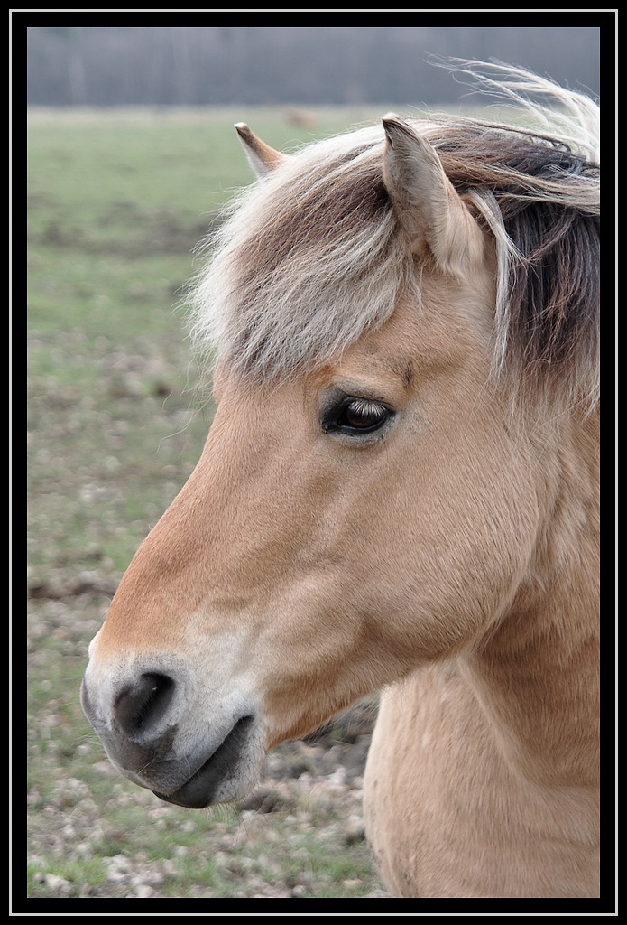 Pferd
