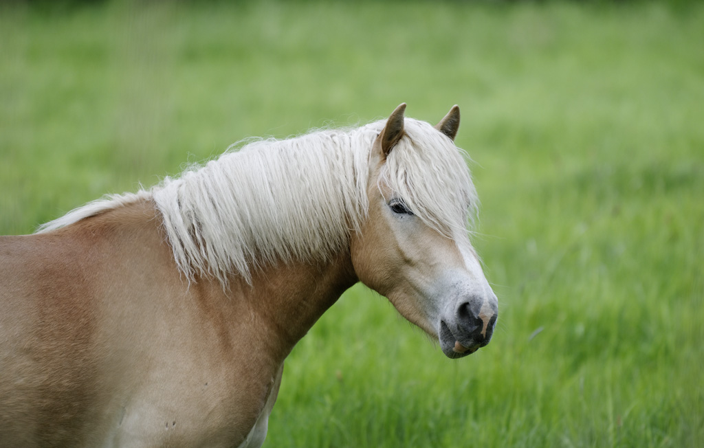 pferd