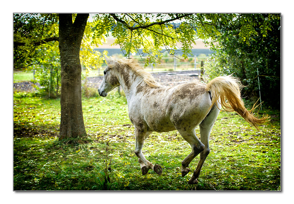 Pferd1