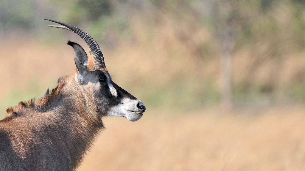 Pferdeantilope (Roan)
Busanga Plains, Kafue
6537