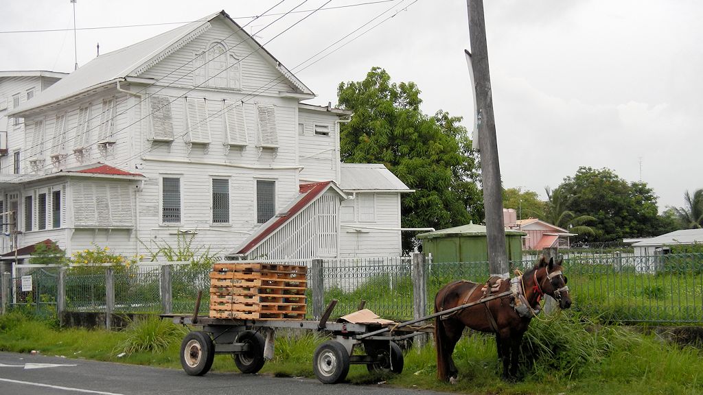 Pferdewagen in Georgetown
0221