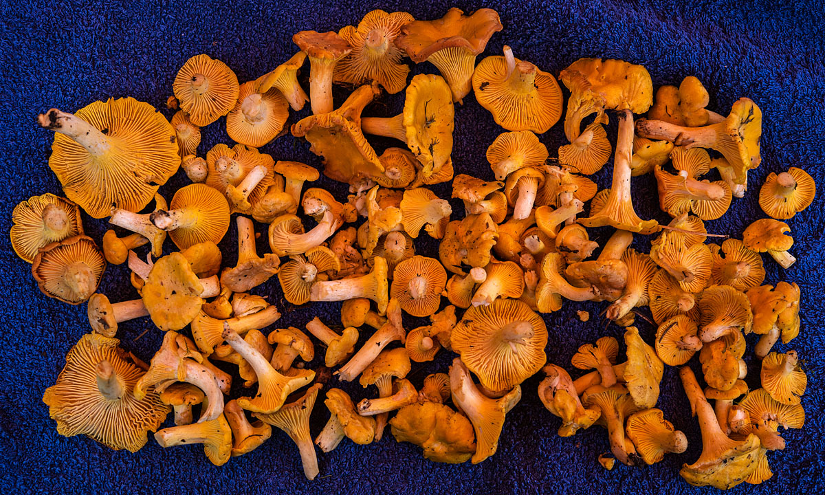 Pfifferlinge 1