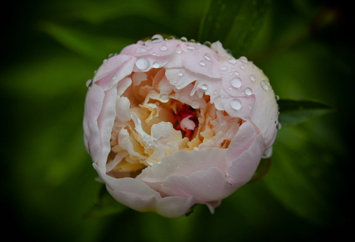 pfingstrose_2021_1200.jpg