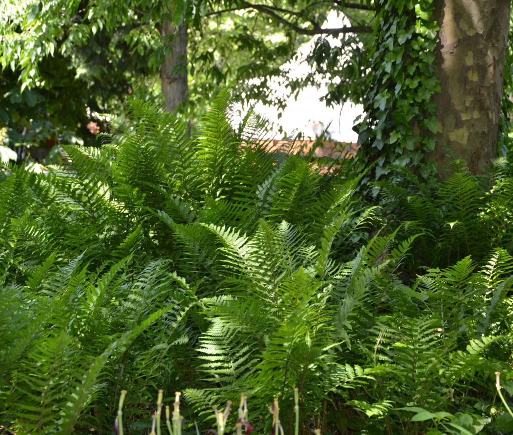 Pflanzen Stadtpark