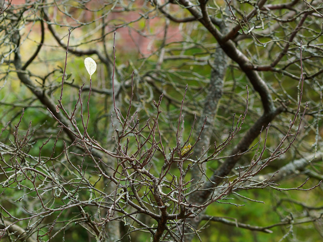 Pflaumenbaun letztes Blatt.jpg