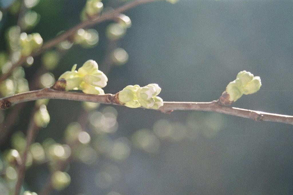 Pflaumenblüte 2008