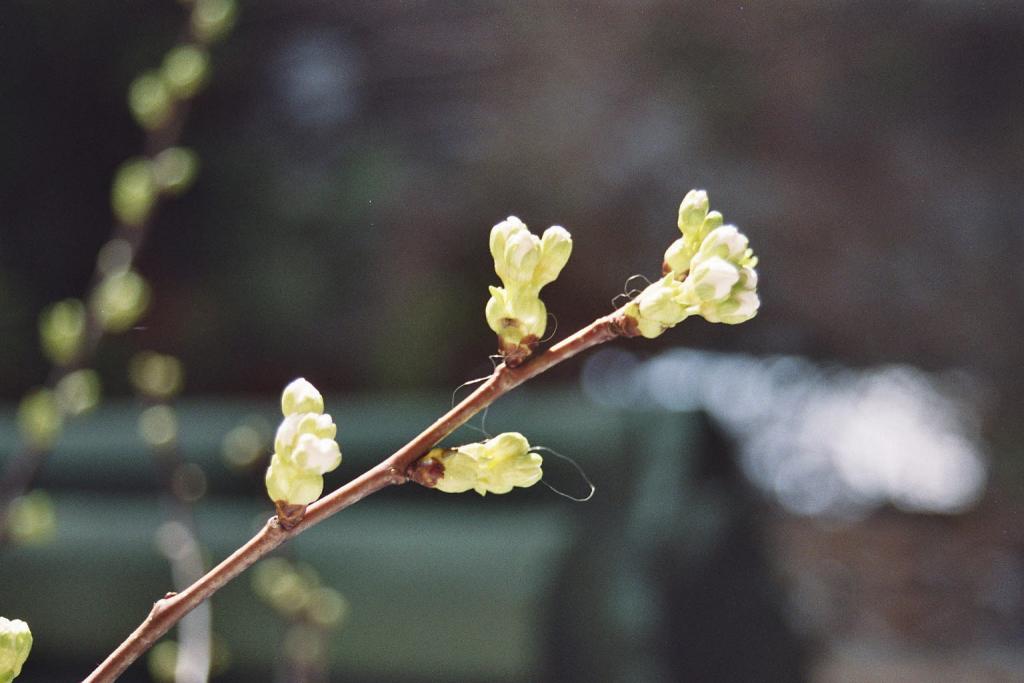 Pflaumenblüte 2008