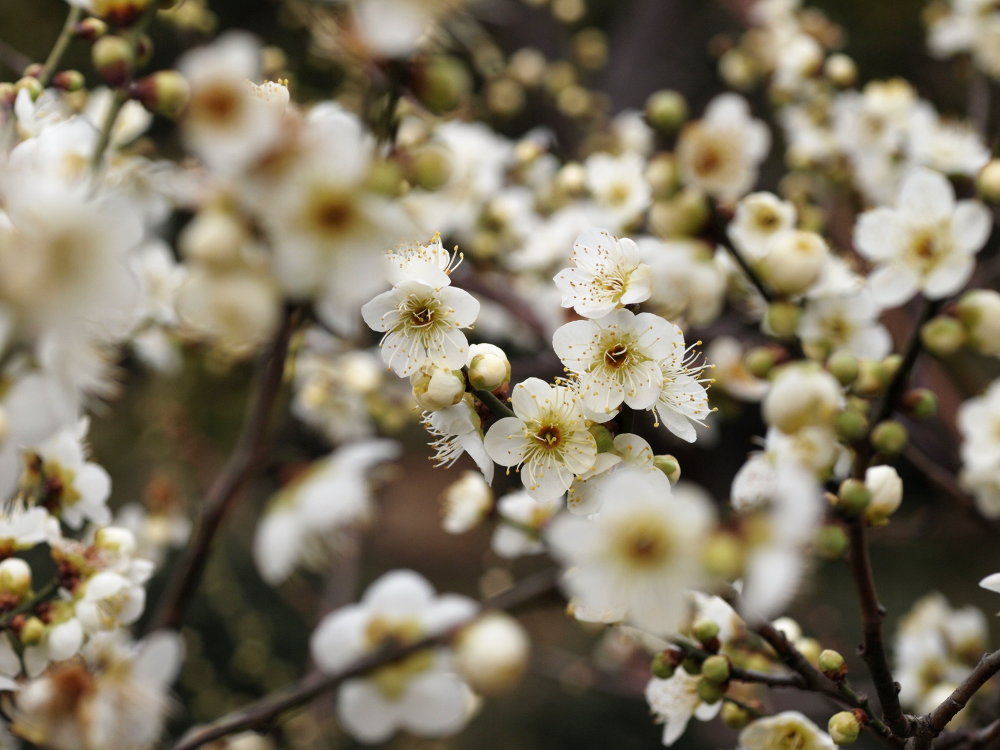 pflaumenblüte in suzhou